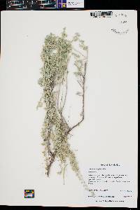 Artemisia frigida image