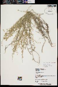 Artemisia frigida image