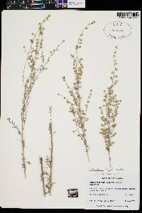 Artemisia frigida image