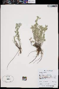 Artemisia frigida image