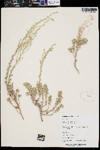 Artemisia frigida image