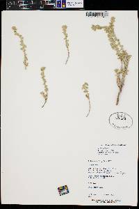 Artemisia frigida image