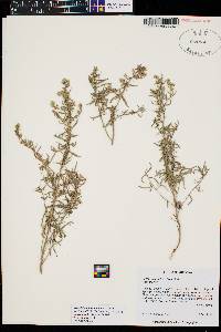 Artemisia ludoviciana subsp. mexicana image