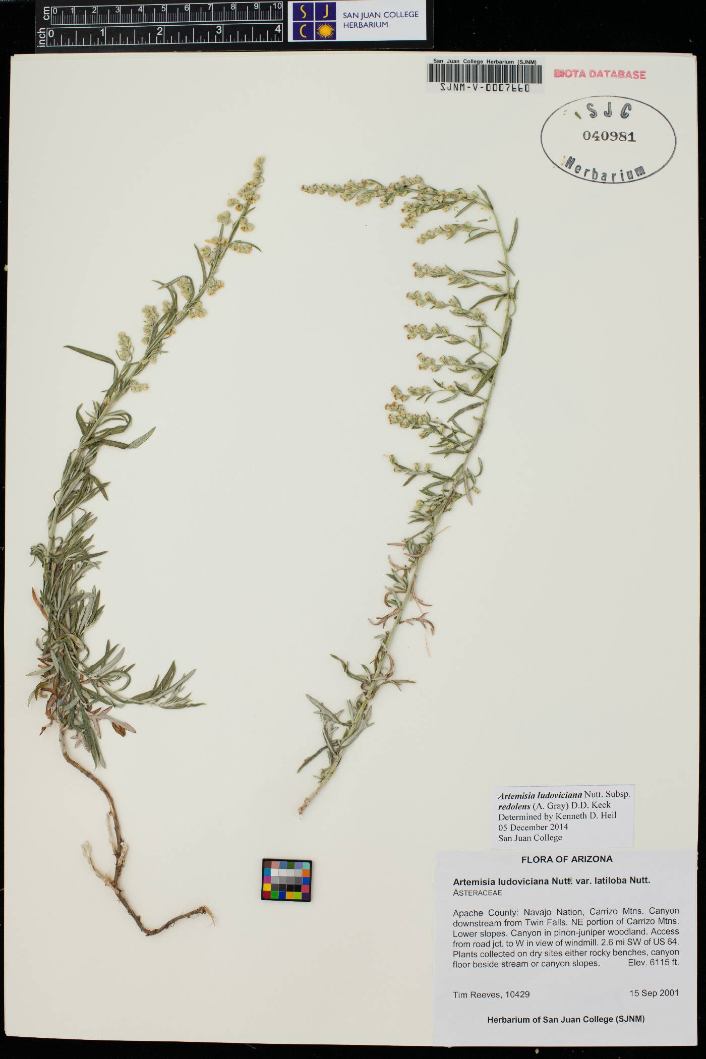 Artemisia ludoviciana var. redolens image