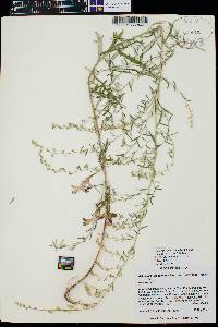 Artemisia ludoviciana var. redolens image