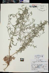Artemisia ludoviciana var. redolens image