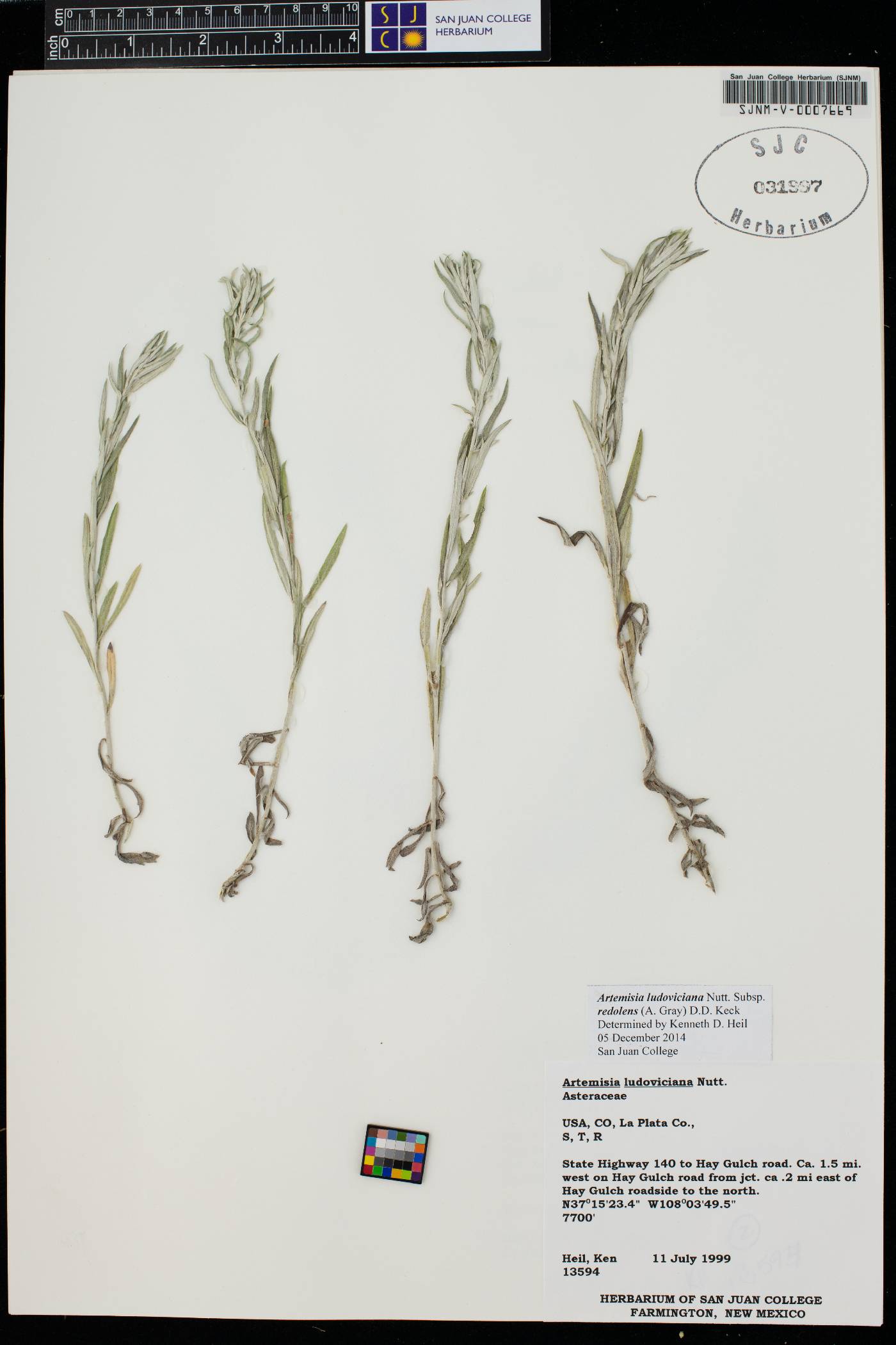 Artemisia ludoviciana var. redolens image