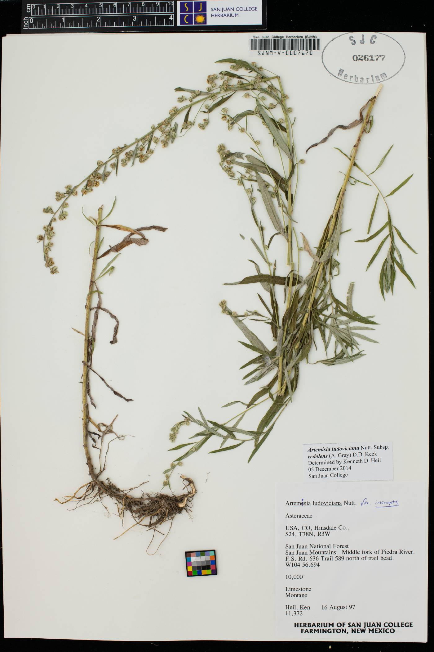 Artemisia ludoviciana var. redolens image
