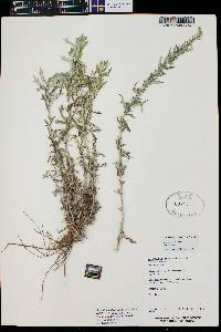 Artemisia ludoviciana var. redolens image