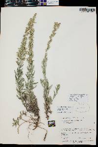 Artemisia ludoviciana var. redolens image