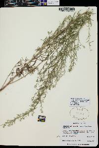 Artemisia ludoviciana subsp. albula image