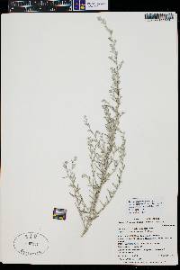 Artemisia ludoviciana subsp. albula image