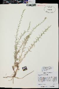 Artemisia ludoviciana subsp. albula image