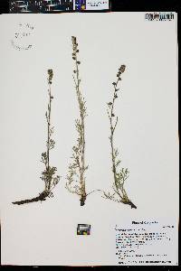 Artemisia scopulorum image