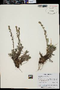 Artemisia scopulorum image