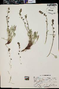 Artemisia scopulorum image