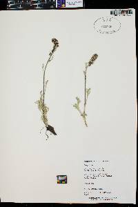 Artemisia scopulorum image