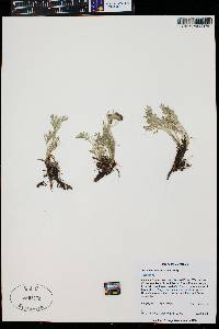 Artemisia scopulorum image