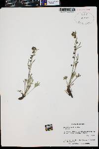 Artemisia scopulorum image