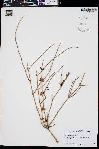 Ephedra aspera image