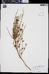 Ephedra aspera image