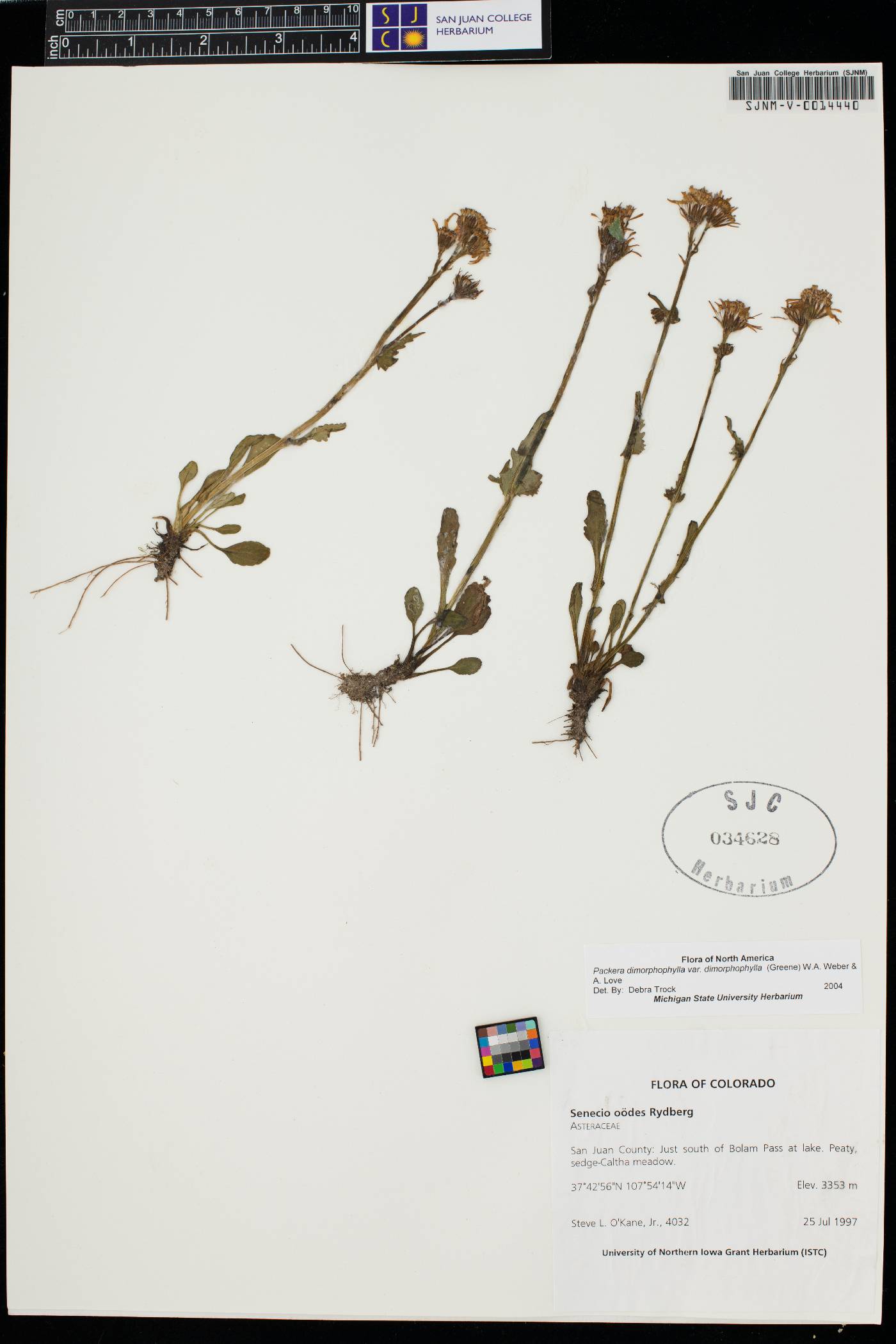 Packera dimorphophylla image