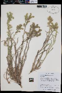 Oreocarya suffruticosa image