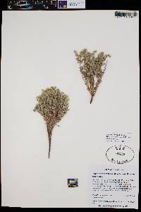 Cryptantha crassisepala var. elachantha image