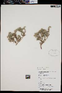 Cryptantha crassisepala image