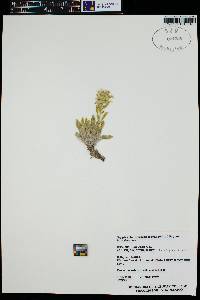 Cryptantha fulvocanescens image