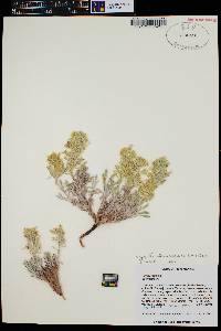 Oreocarya fulvocanescens image