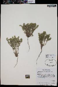 Cryptantha minima image