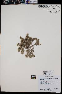 Cryptantha minima image