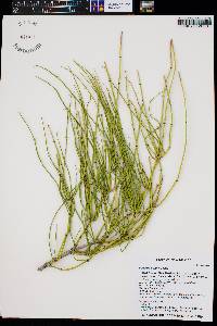 Ephedra viridis image