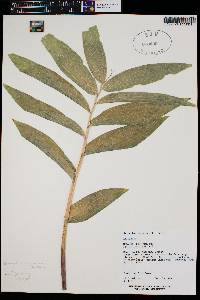 Maianthemum racemosum subsp. amplexicaule image