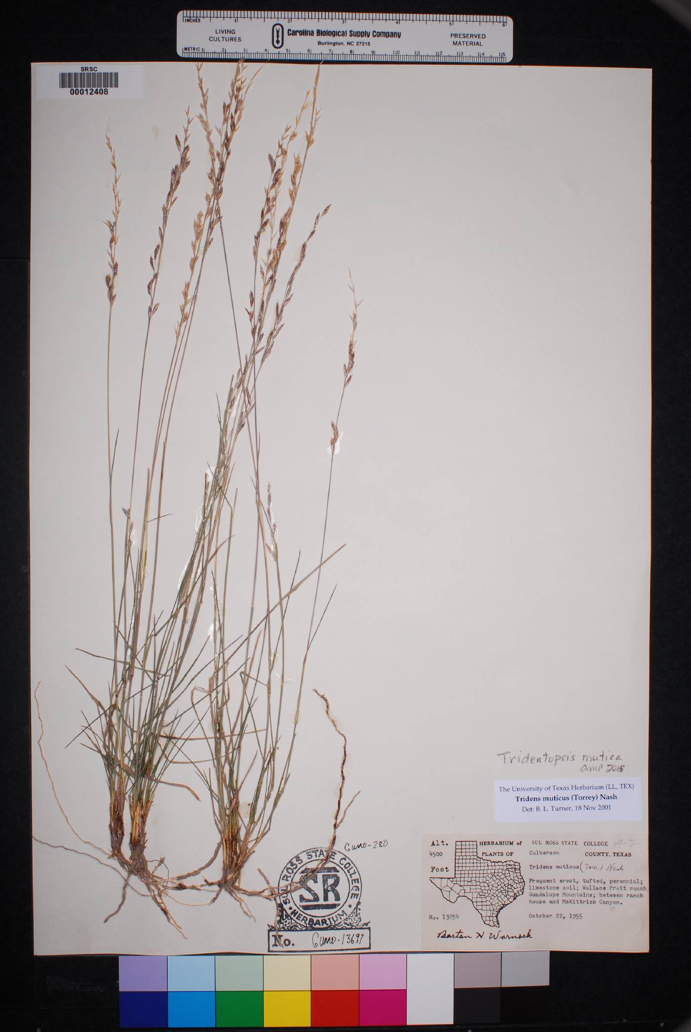Tridentopsis mutica image