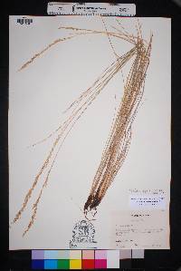 Tridentopsis mutica image