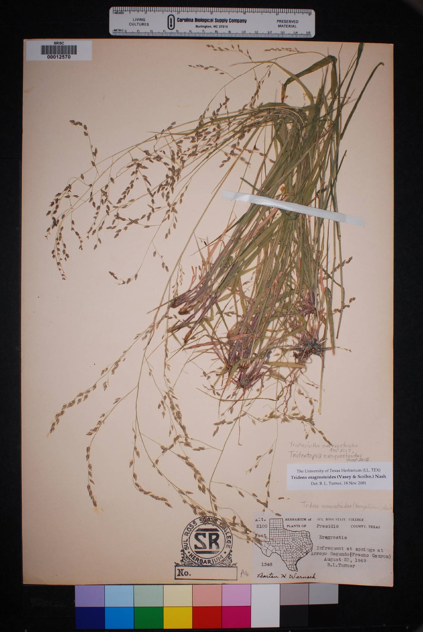 Triplasiella eragrostoides image