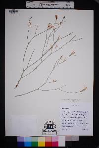 Image of Lygodesmia ramosissima