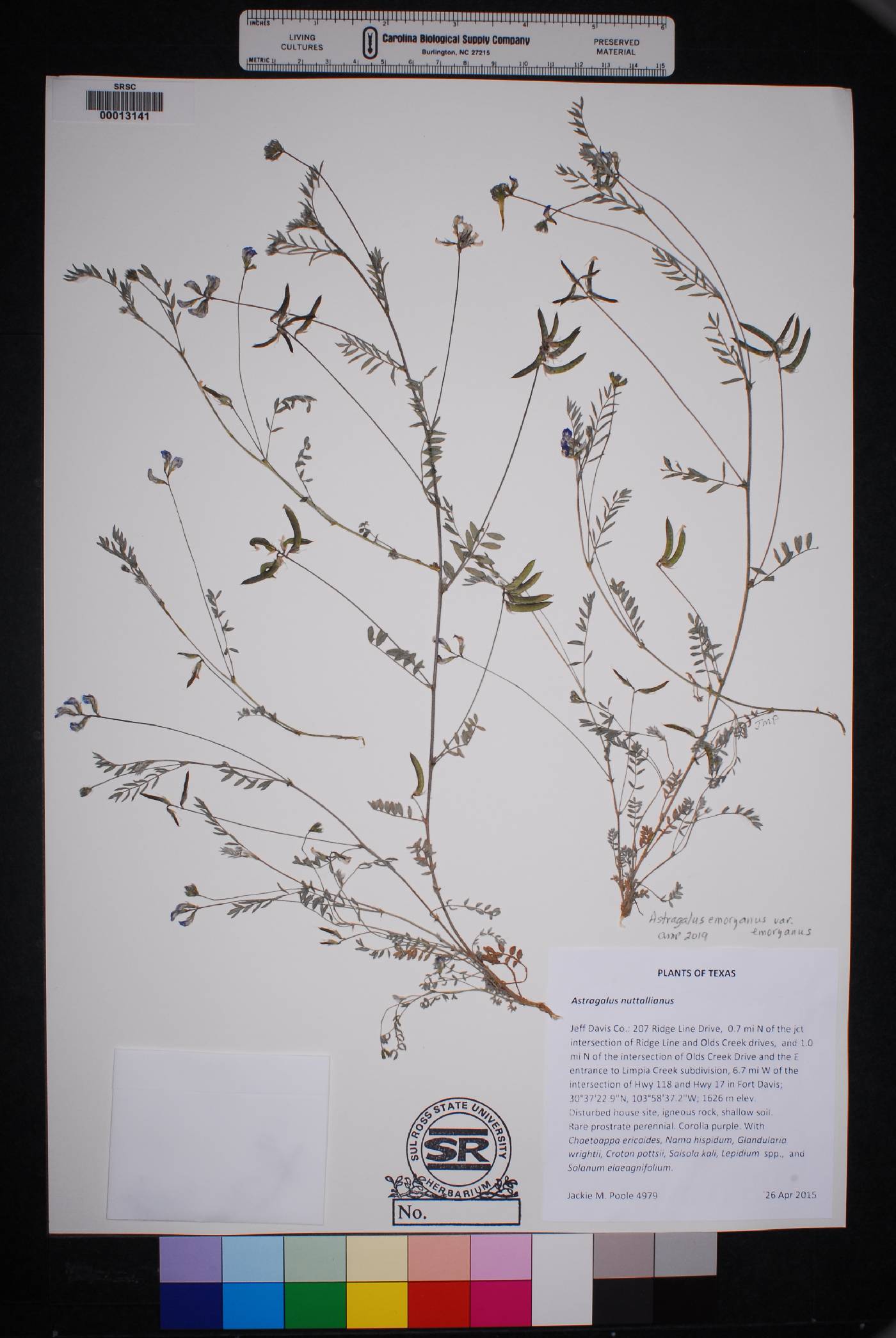 Astragalus emoryanus var. emoryanus image