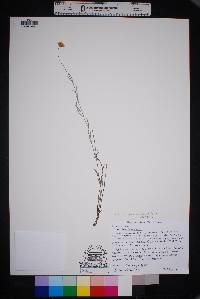 Image of Picradeniopsis absinthifolia
