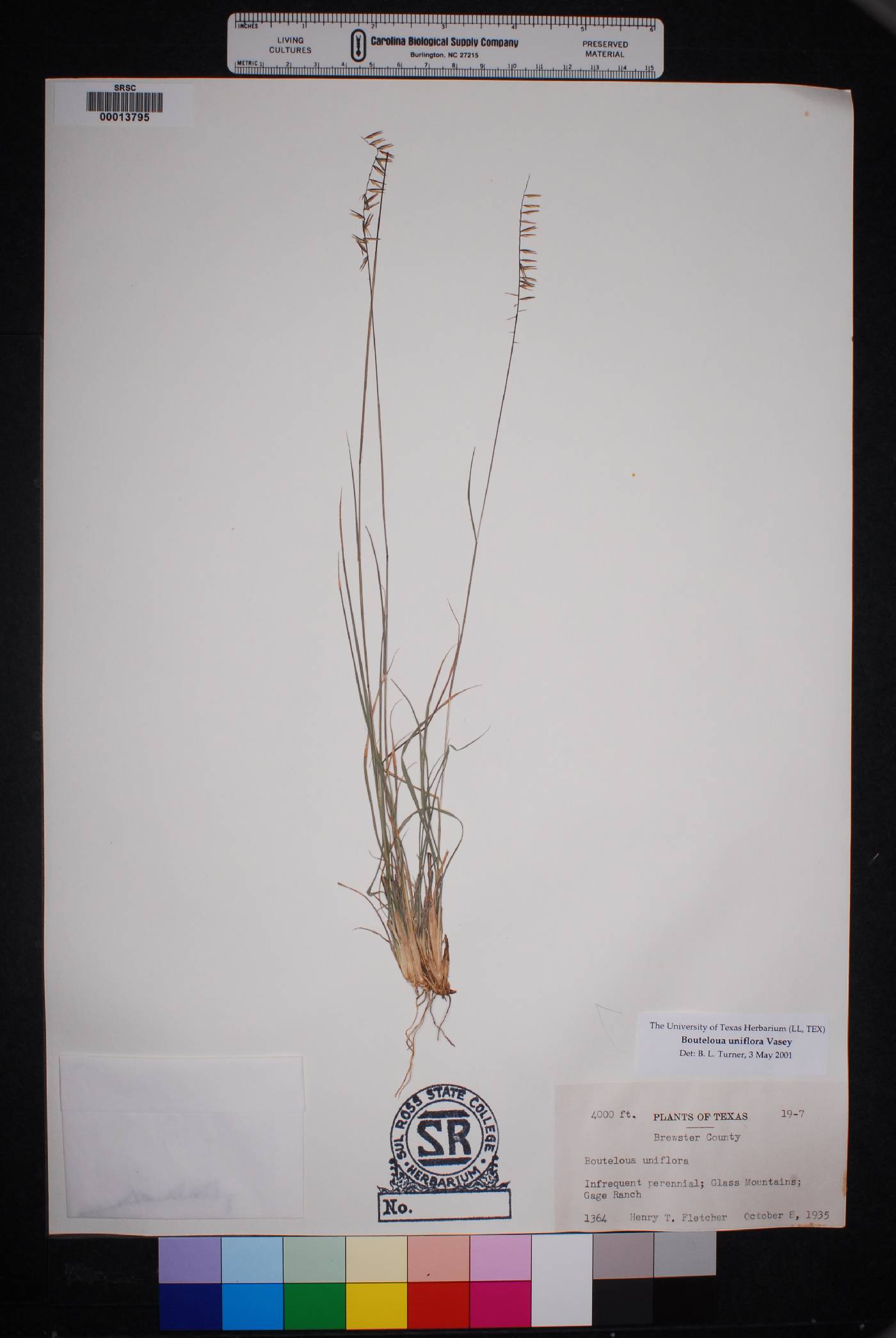 Bouteloua uniflora image