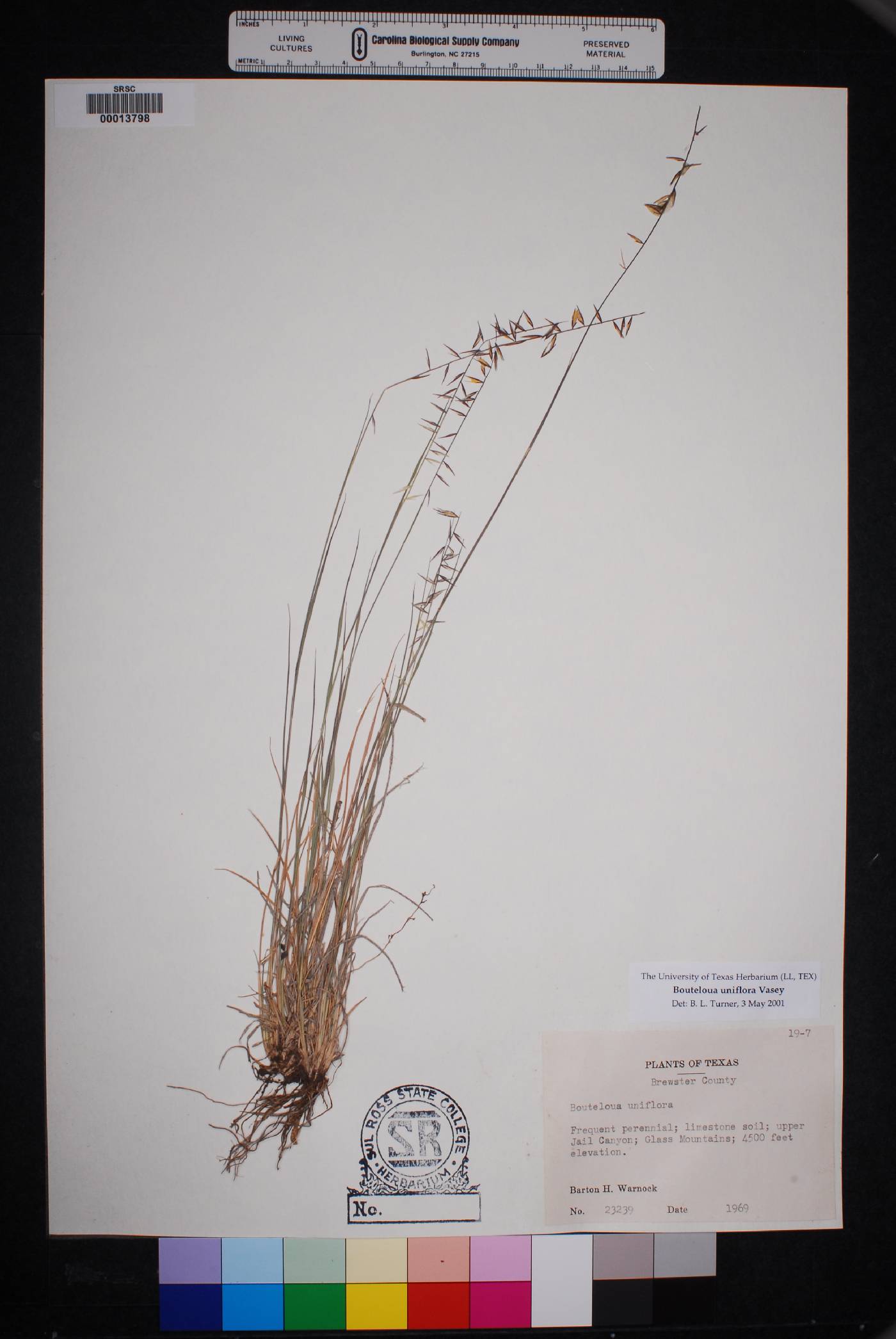 Bouteloua uniflora image