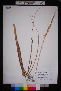 Spartina alterniflora image