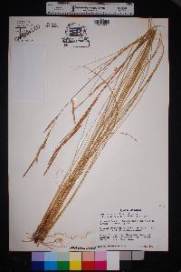 Spartina patens image