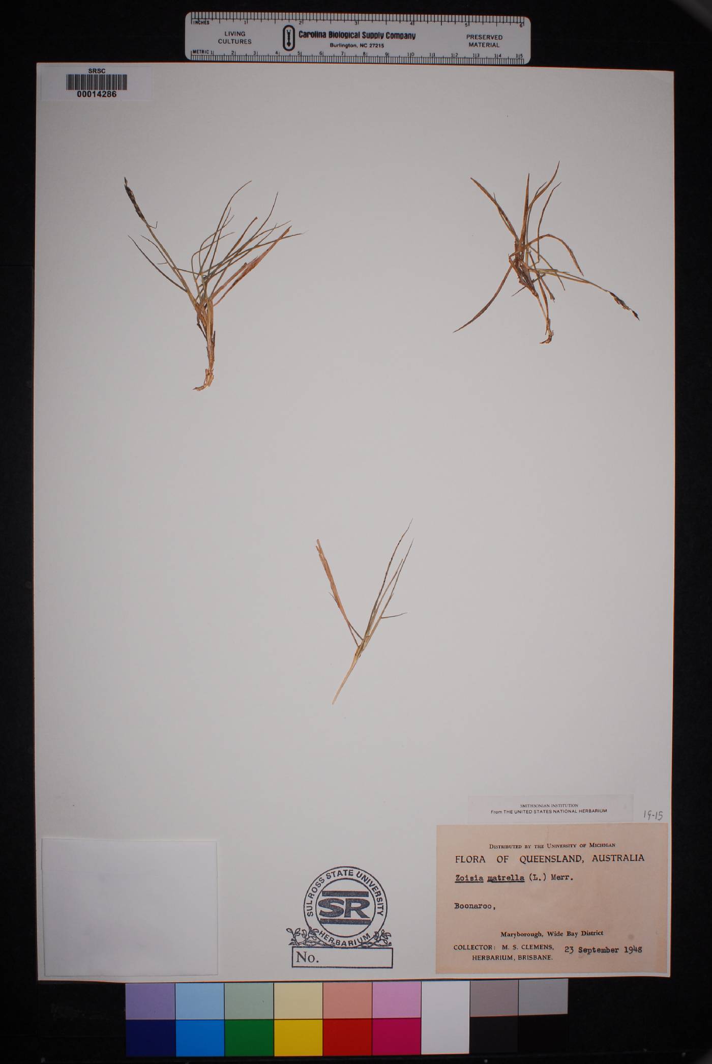 Zoysia matrella image