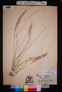 Pappophorum bicolor image