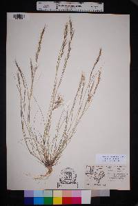 Aristida adscensionis image