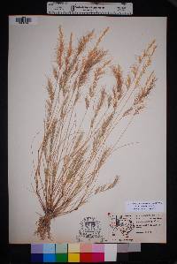 Aristida adscensionis image