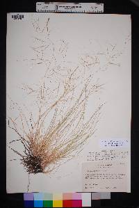 Aristida havardii image